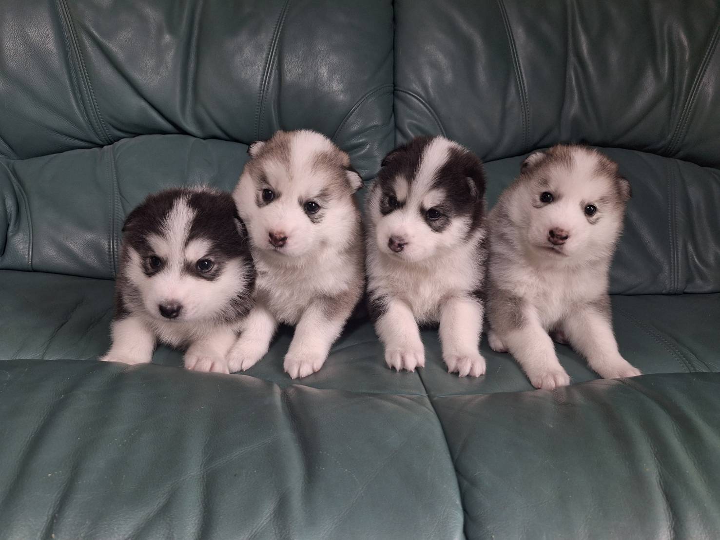 株式会社 FBPファーム